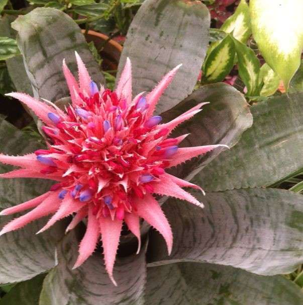 Kwiat azjatyckiego kaktusa puzzle online