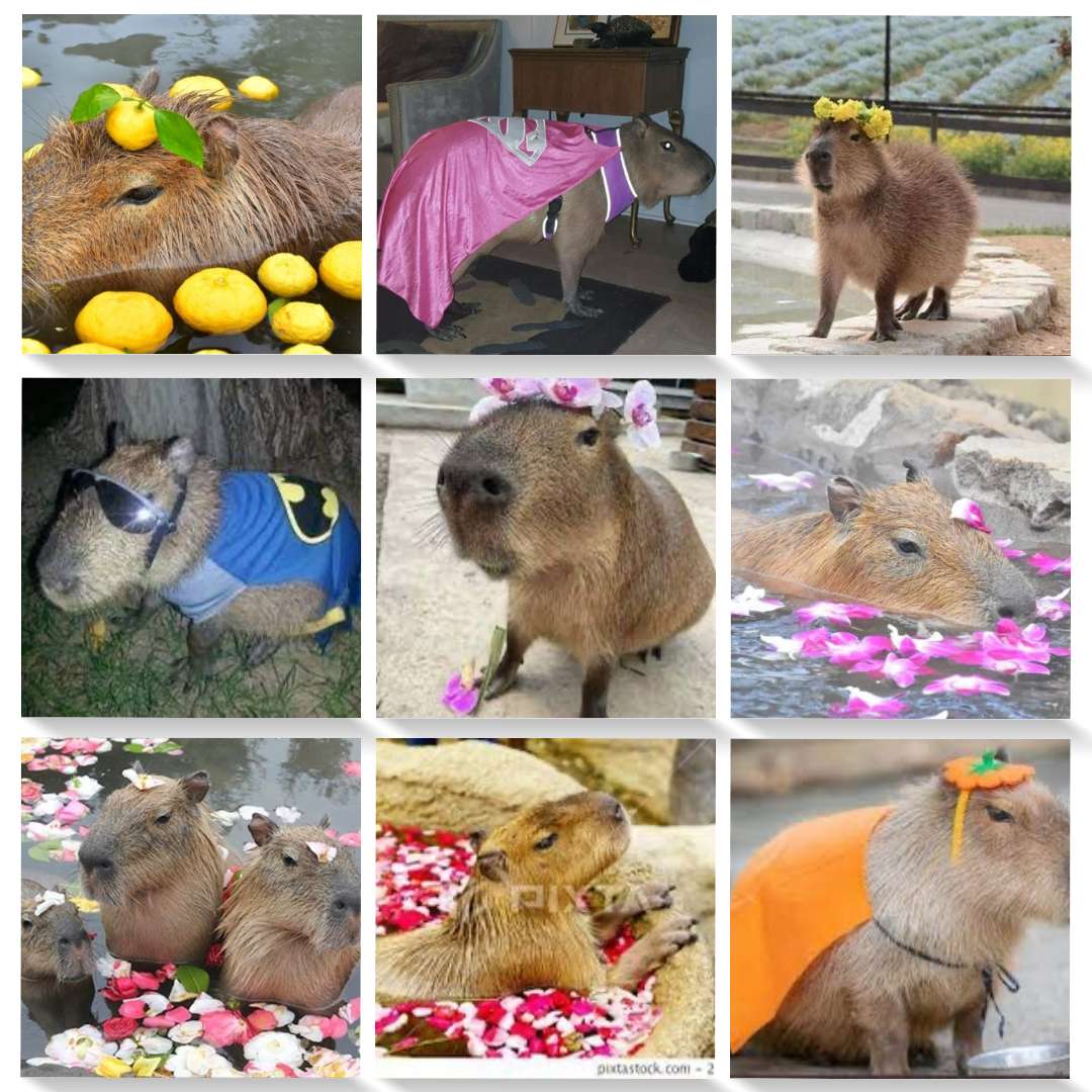 Kapibara puzzle online
