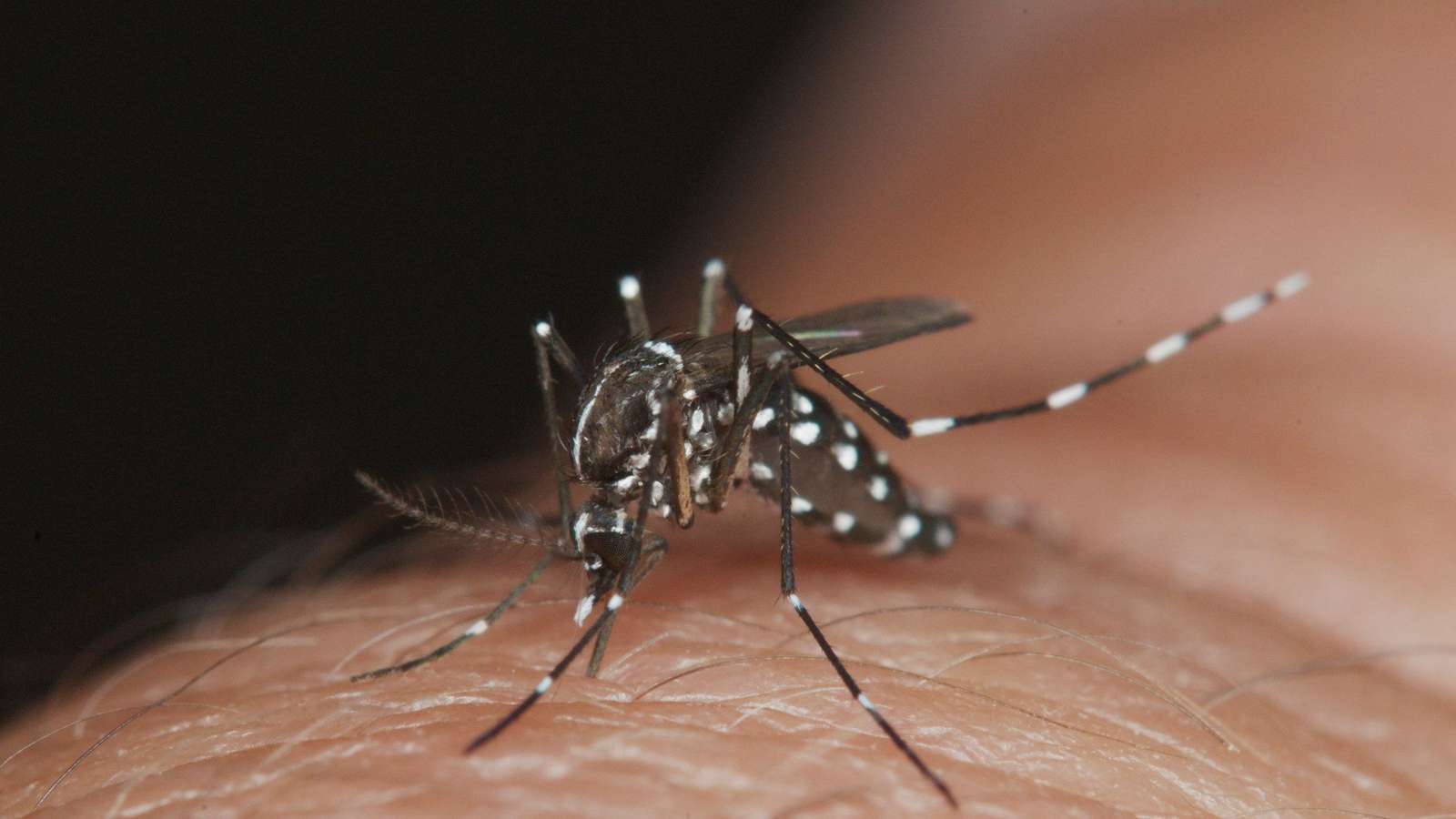 denga jest zła puzzle online