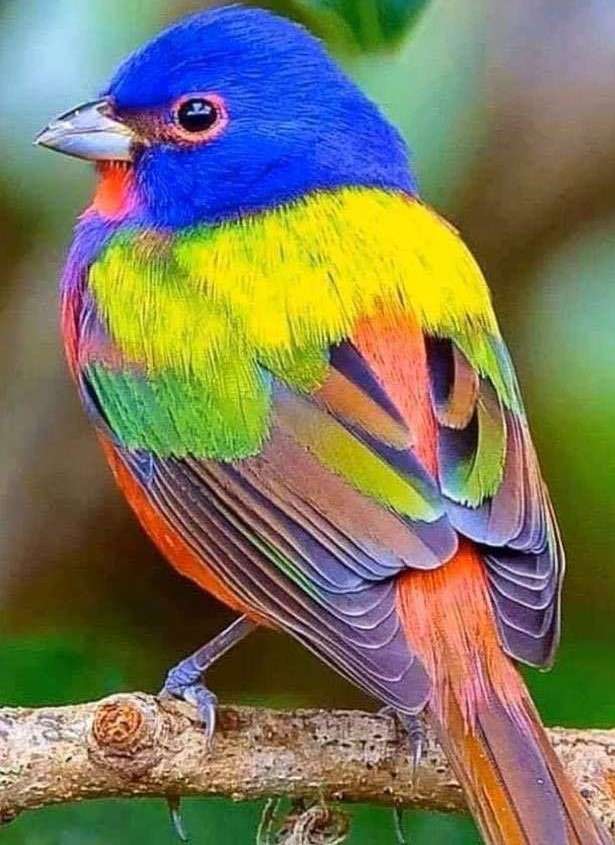 Trznadel, kolorowy ptak puzzle online