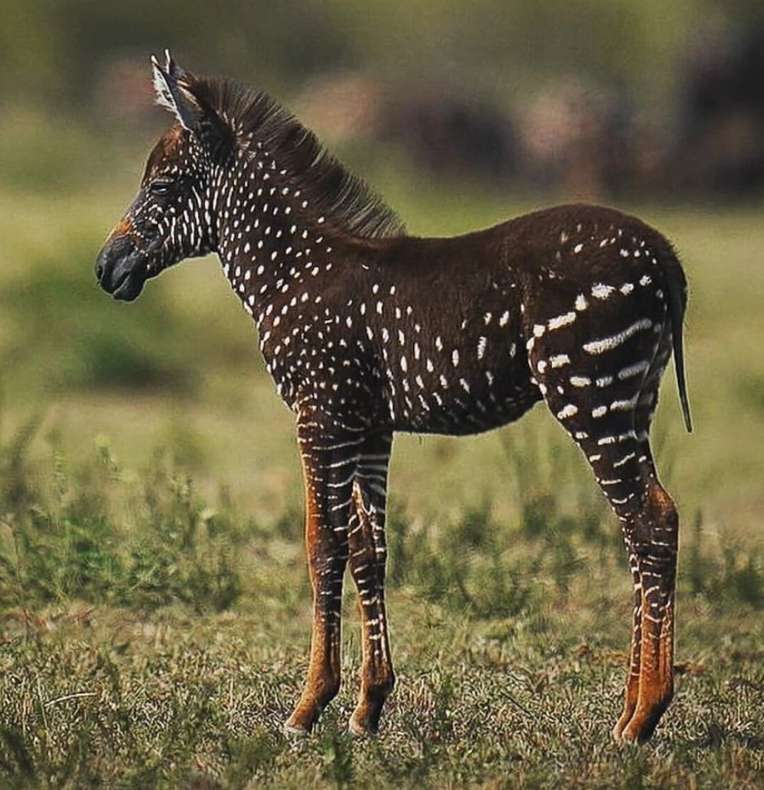 Tira, zebra, która urodziła się w kropki. puzzle online