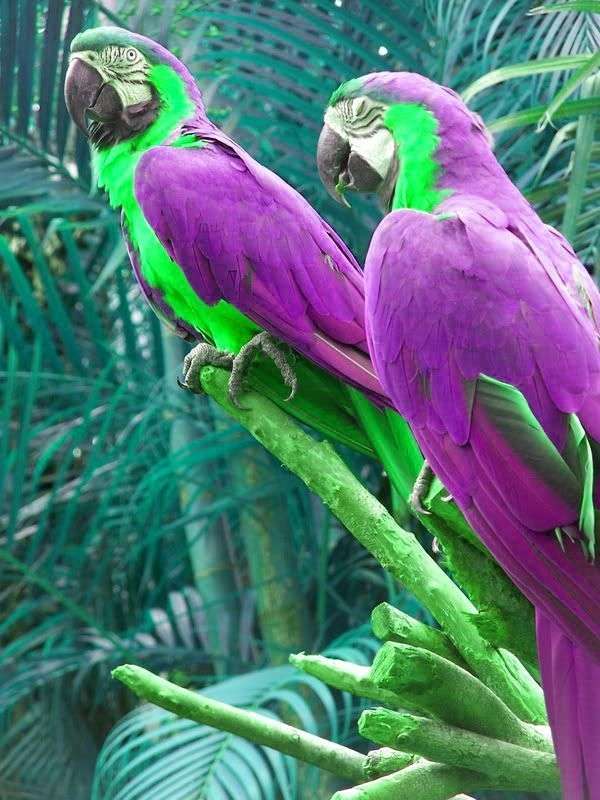 Kolorowe papugi puzzle online