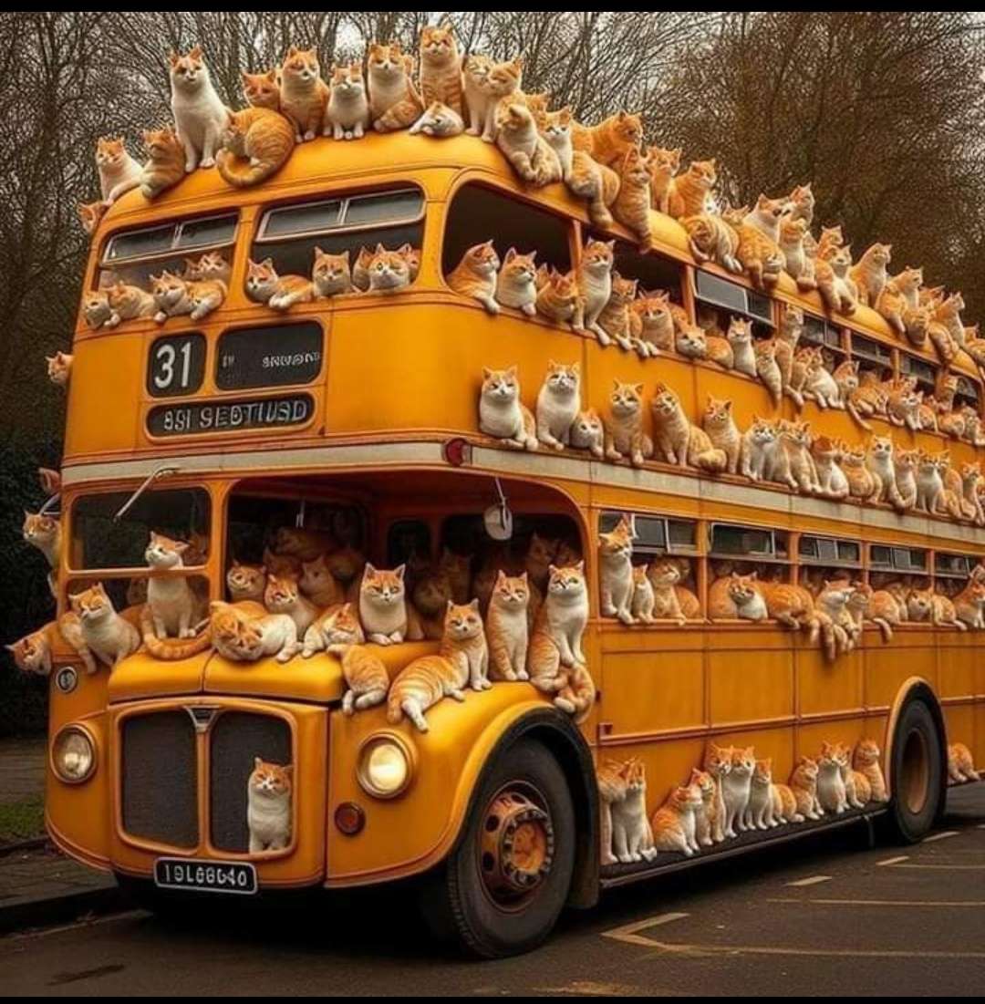 Autobus z kotami puzzle online