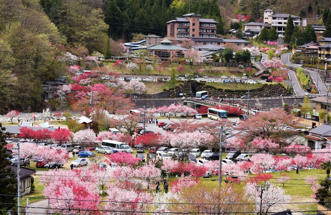 Miasto, w którym kwitną brzoskwinie puzzle online