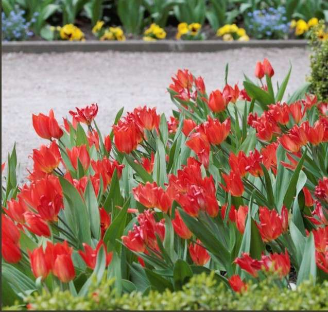 Rabaty z tulipanami puzzle online