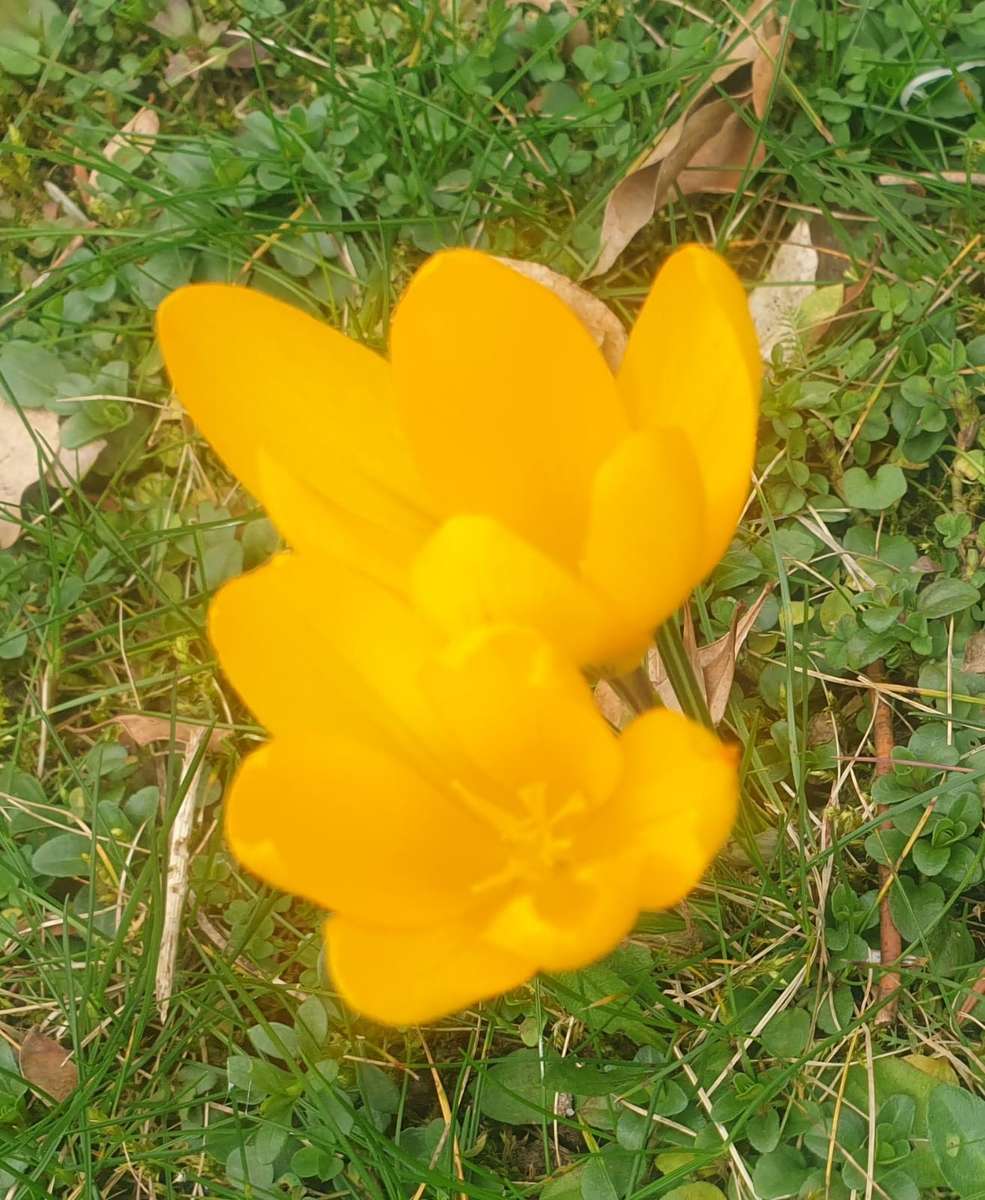 żółte wiosenne kwiatki w lutym puzzle online