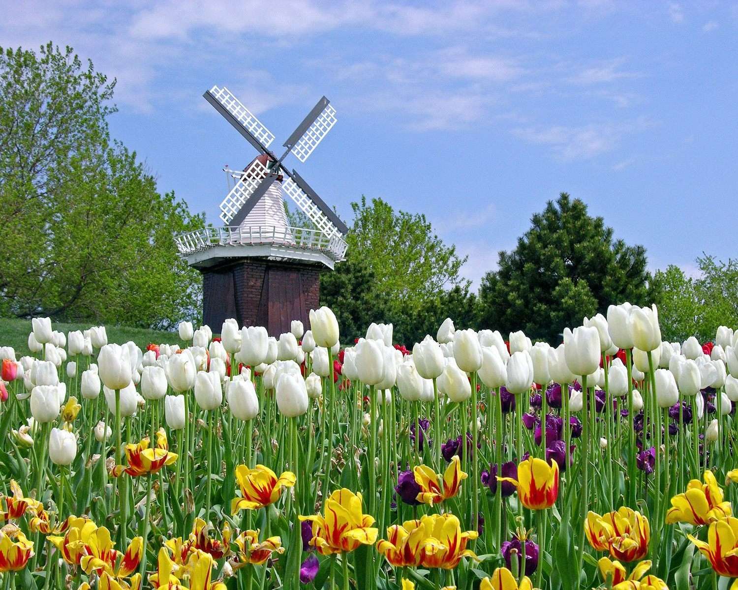 wiatrak i tulipany puzzle online