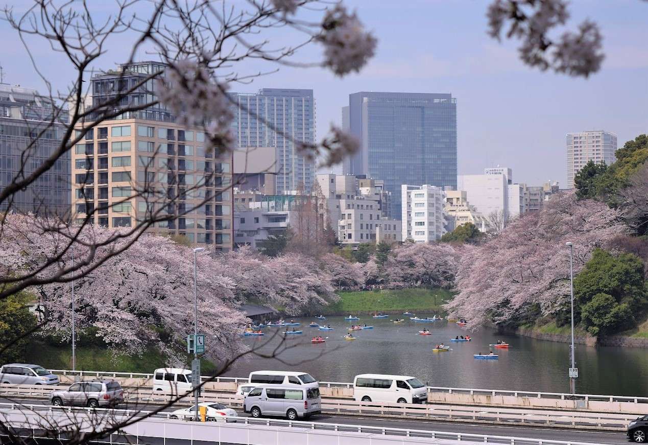 Wiosenne budynki Tokio i kwiaty wiśni puzzle online
