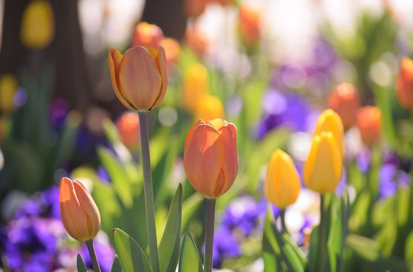 śliczne tulipany puzzle online