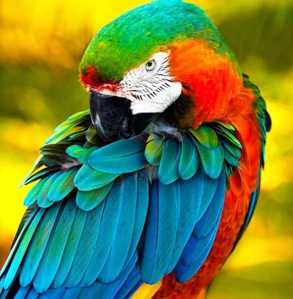 Ara. Egzotyczny ptak puzzle online