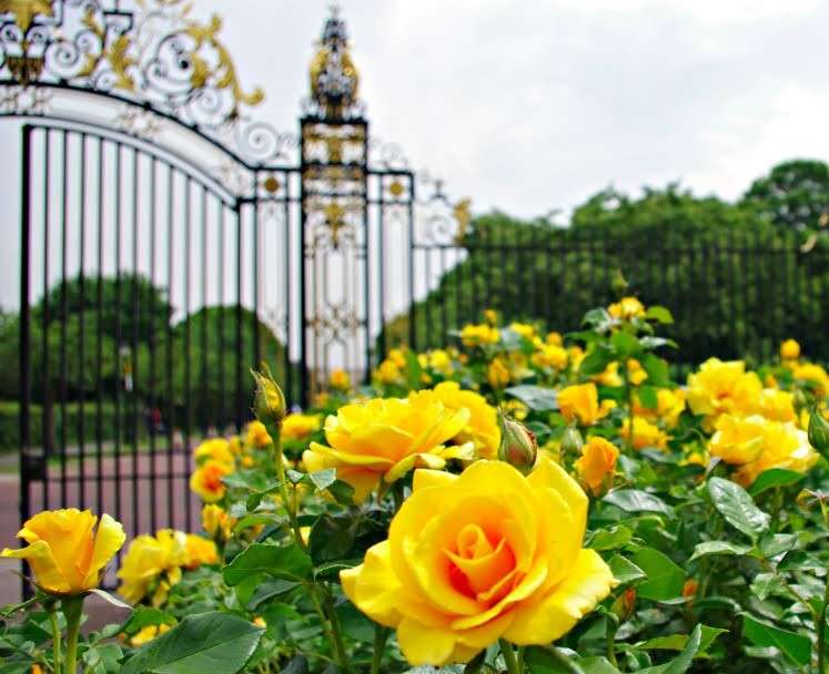 Rabaty kwiatowe z żółtych róż puzzle online