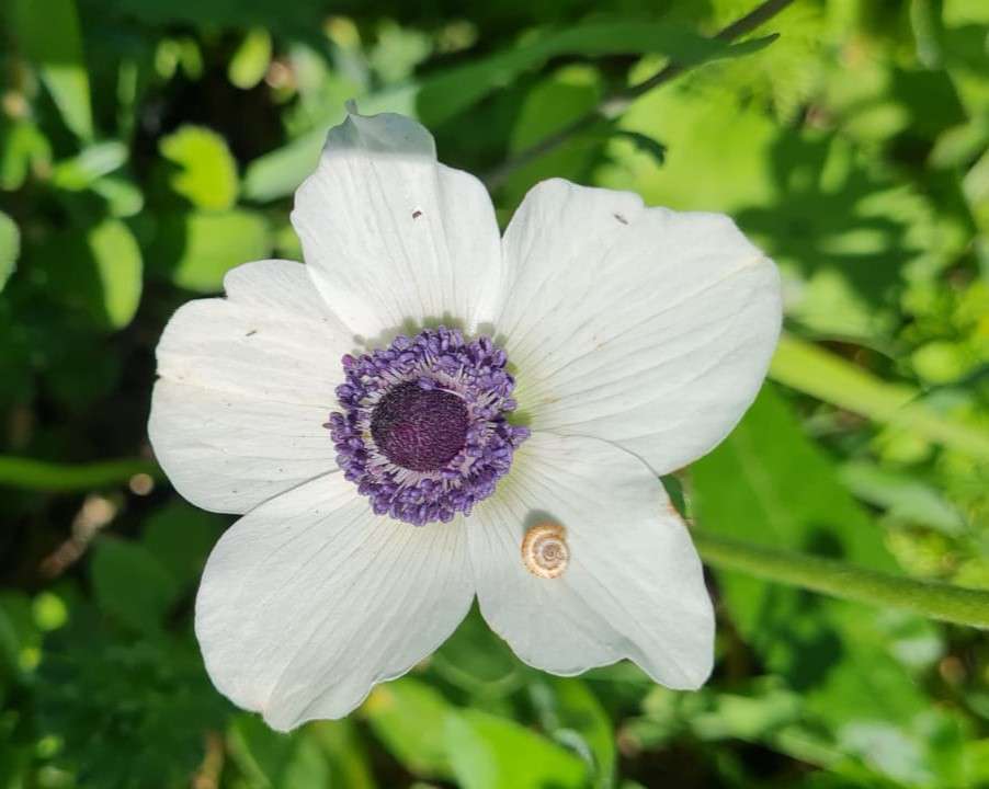 biały kwiat z bliska puzzle online