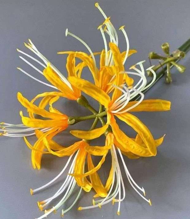 Jedwabna lilia pajęcza puzzle online