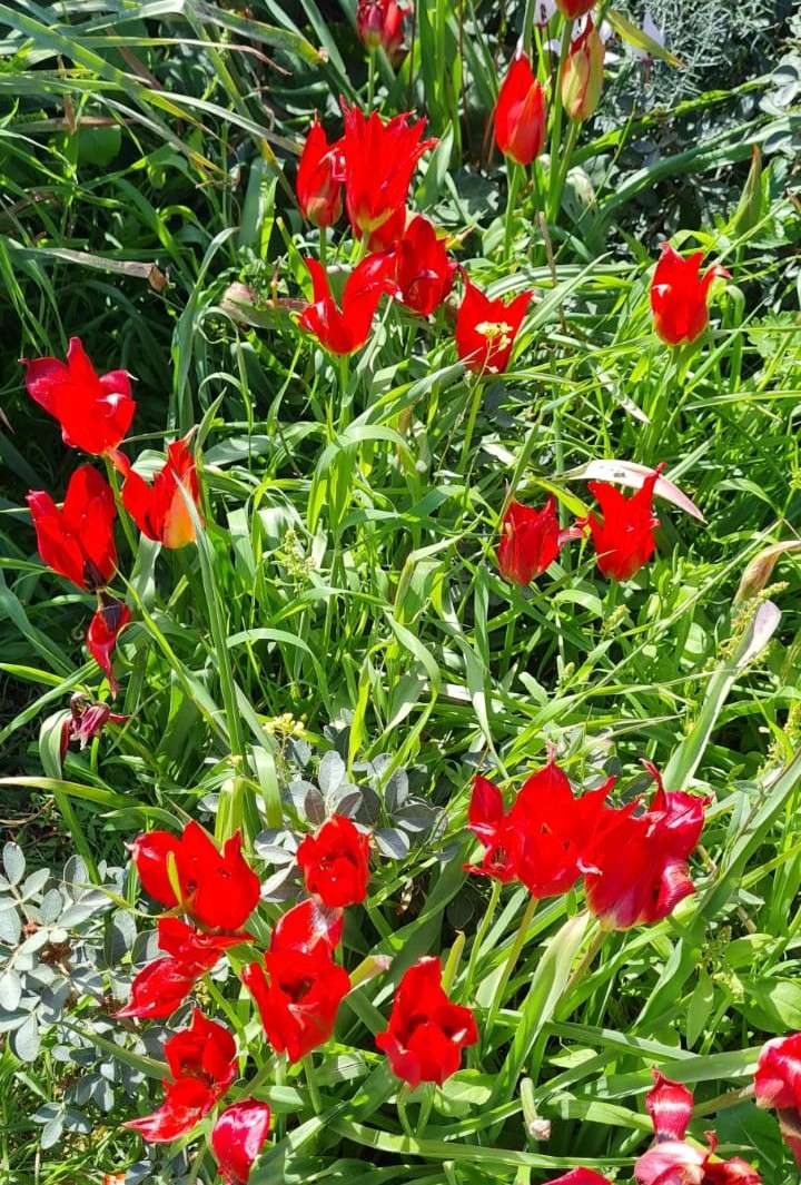 czerwone kwiaty na łące puzzle online