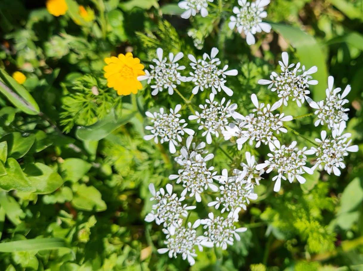 łąka zielona i kwiaty puzzle online