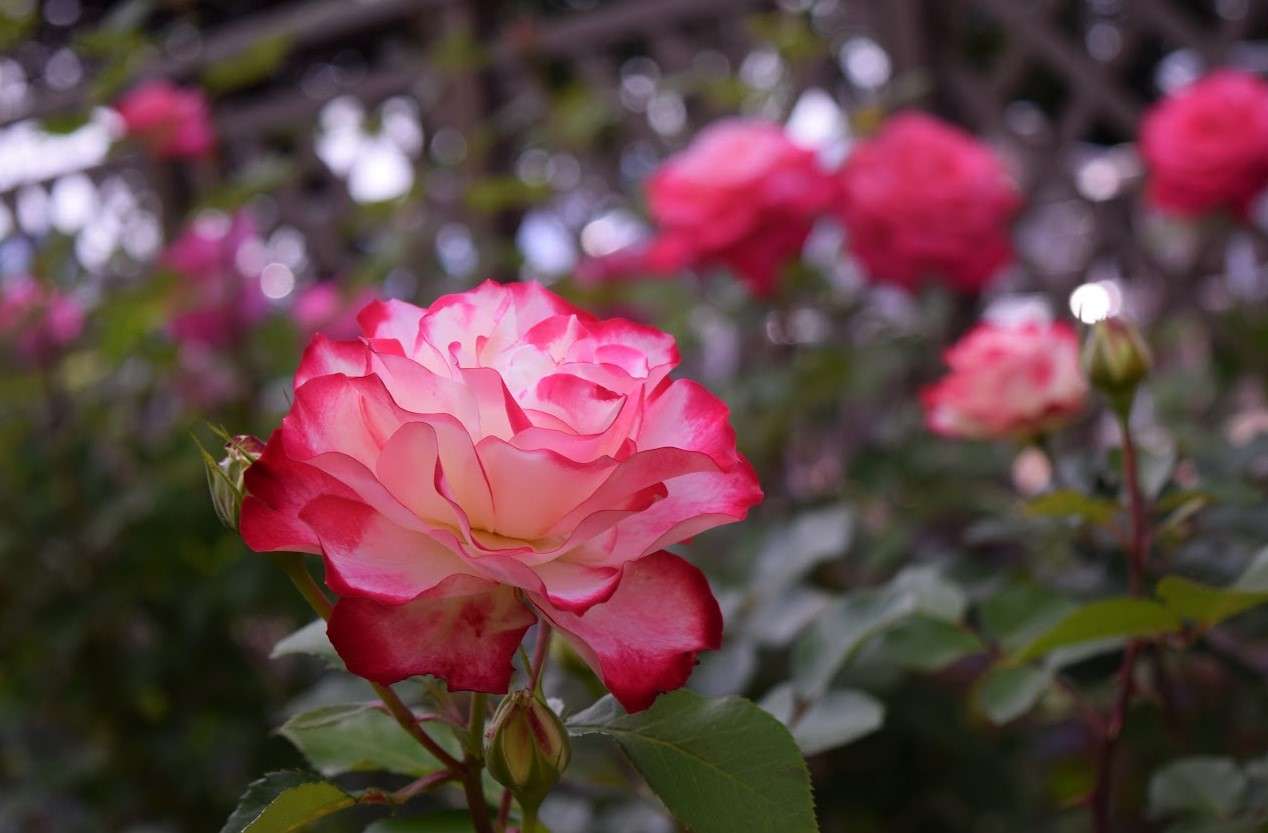 ładny kwiat róży puzzle online
