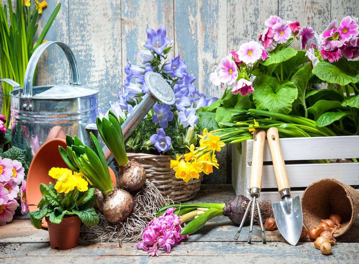 Sadzonki wiosennych kwiatów puzzle online