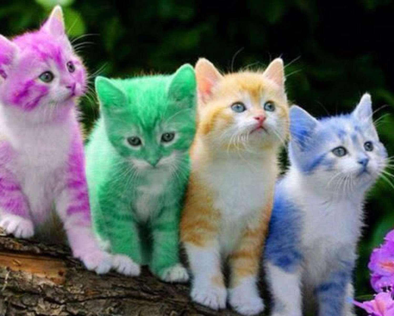 Kolorowe kotki puzzle online