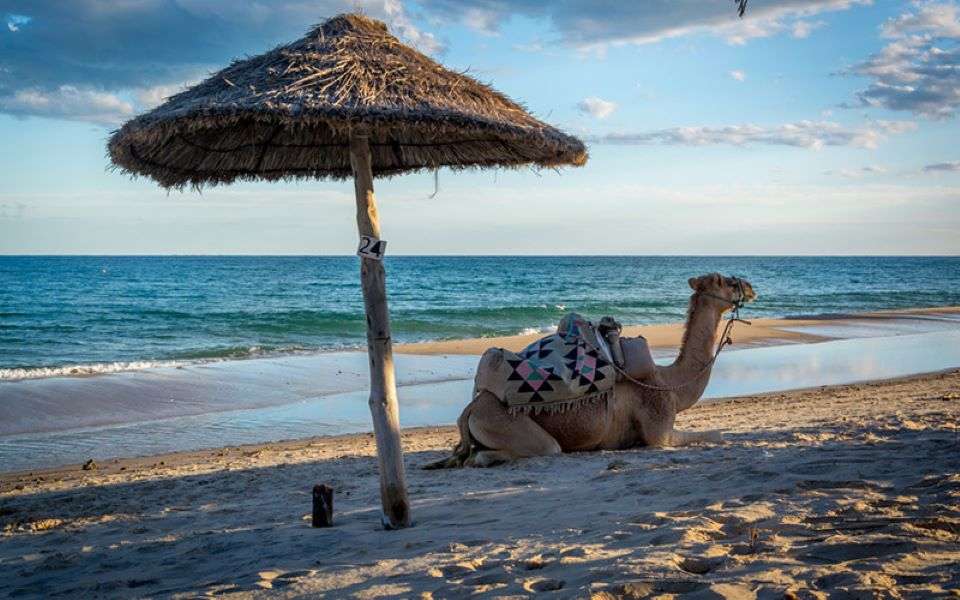 Dromader nad morzem w Tunezji w Afryce puzzle online