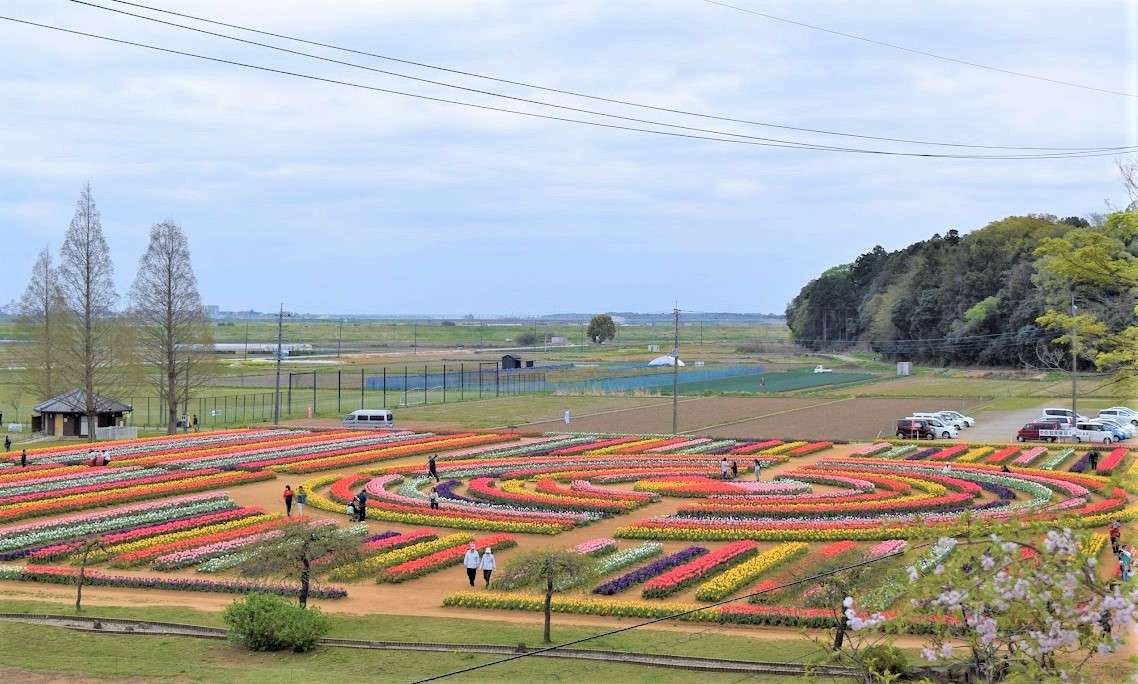 park kwitnących tulipanów puzzle online