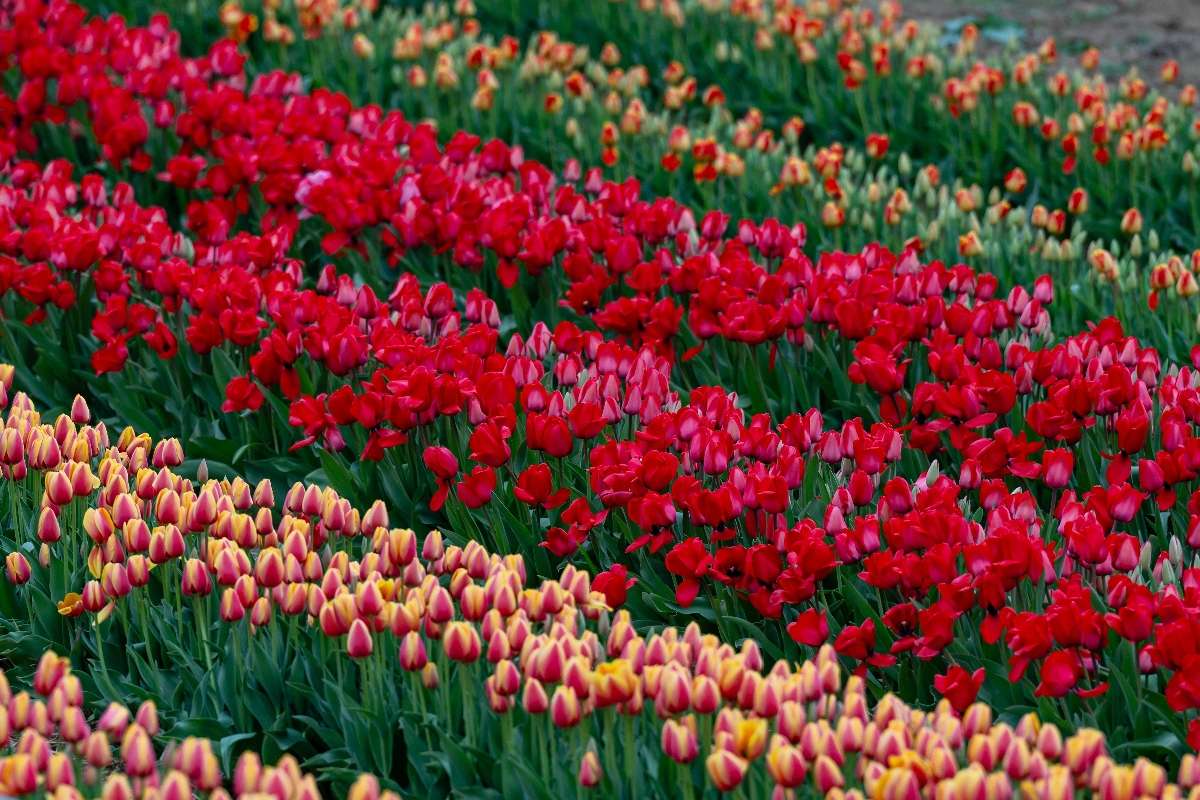 kolorowe pole tulipanów puzzle online