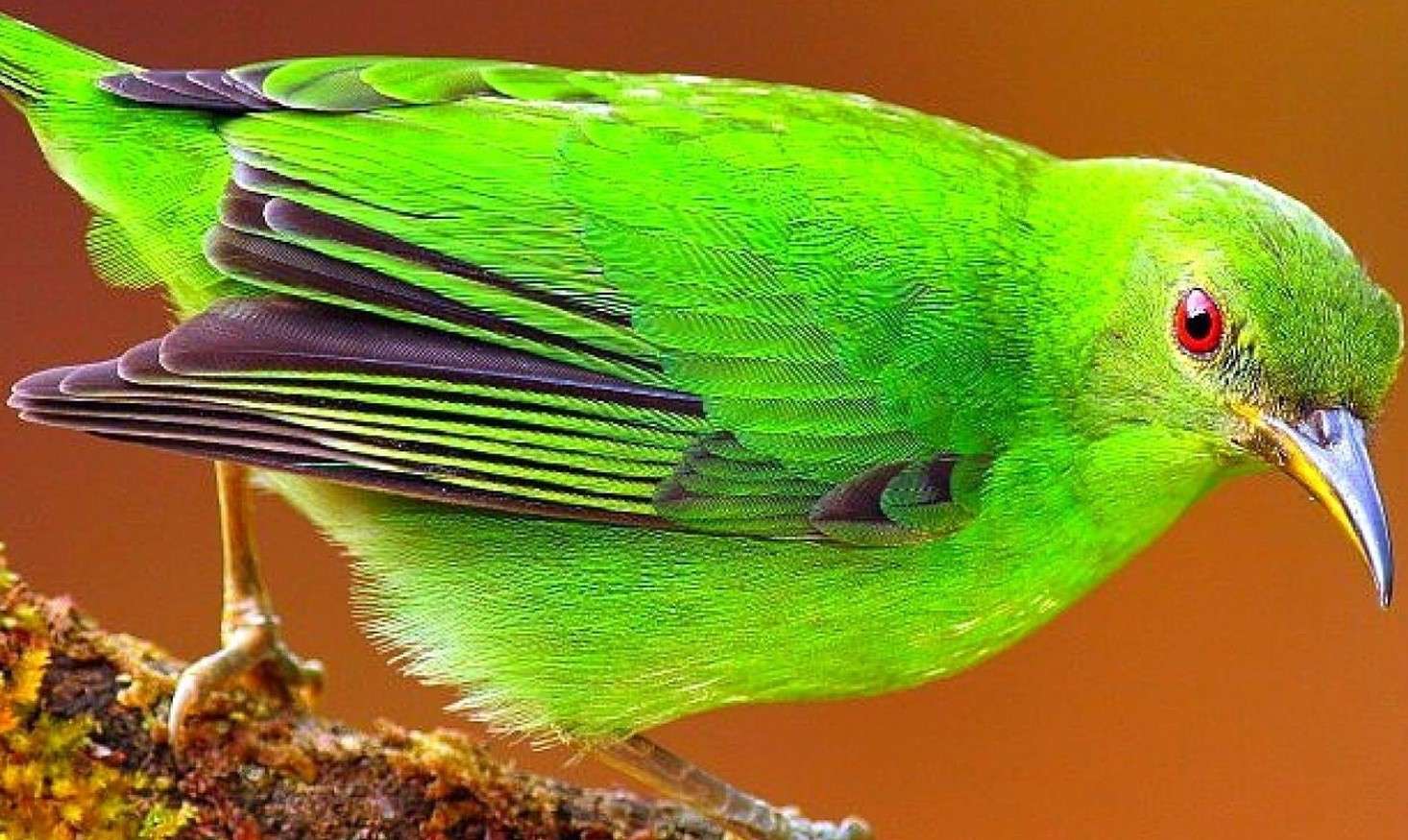 Zielony ptak puzzle online