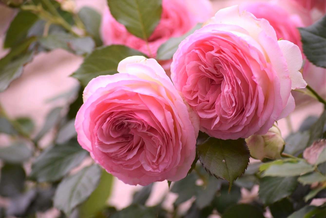 Róże, które przytulają się do siebie puzzle online