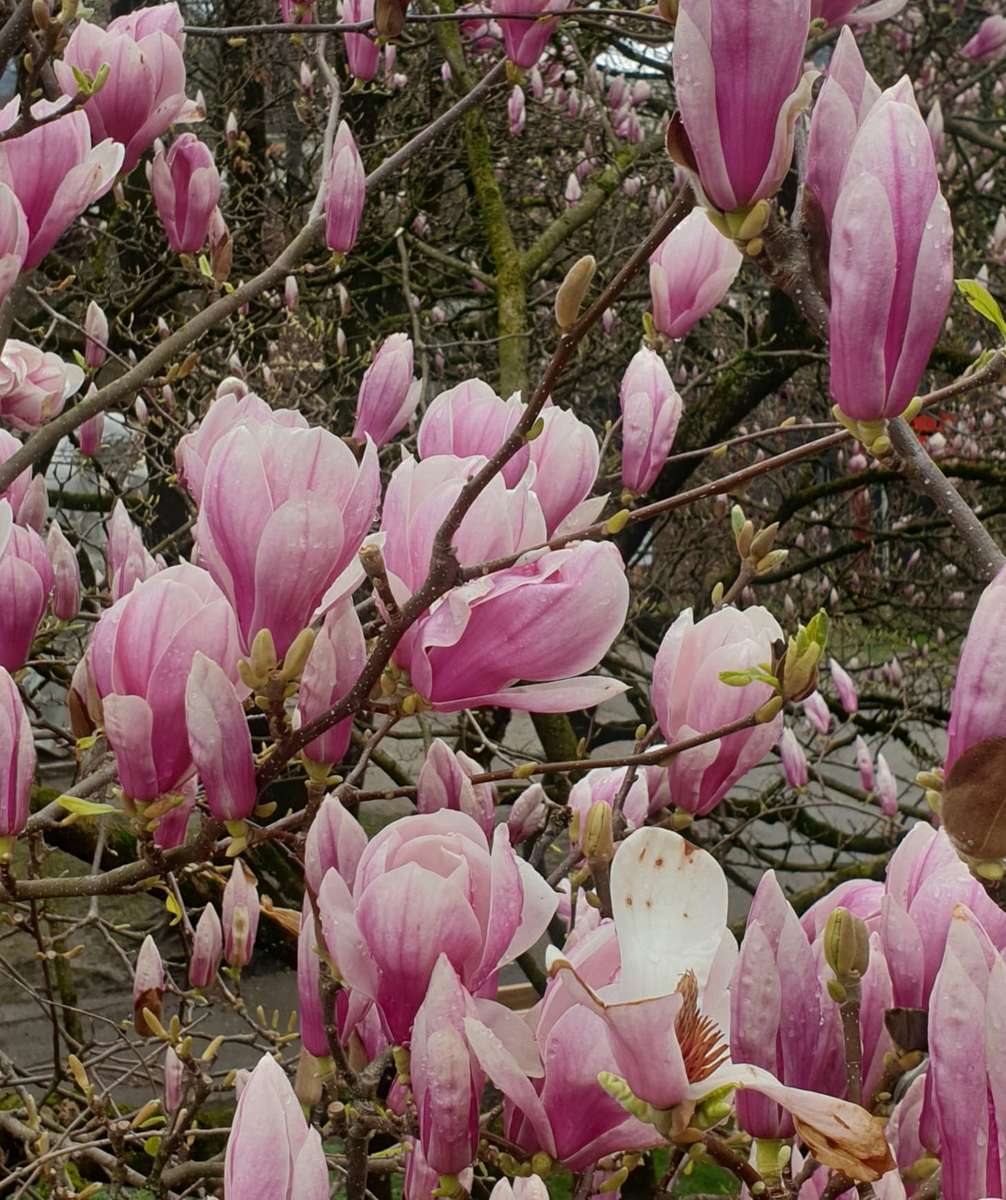 magnolie wiosenne kwitną puzzle online
