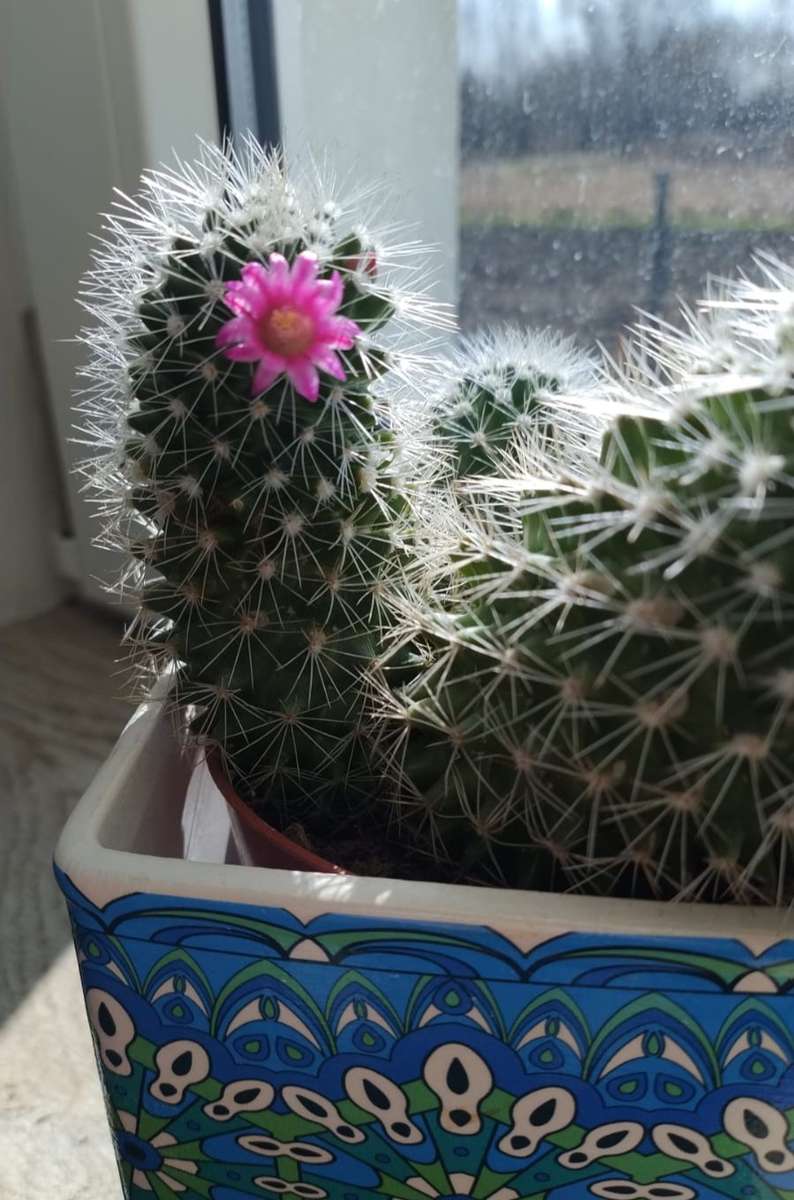 kwitnący kaktus w doniczce puzzle online