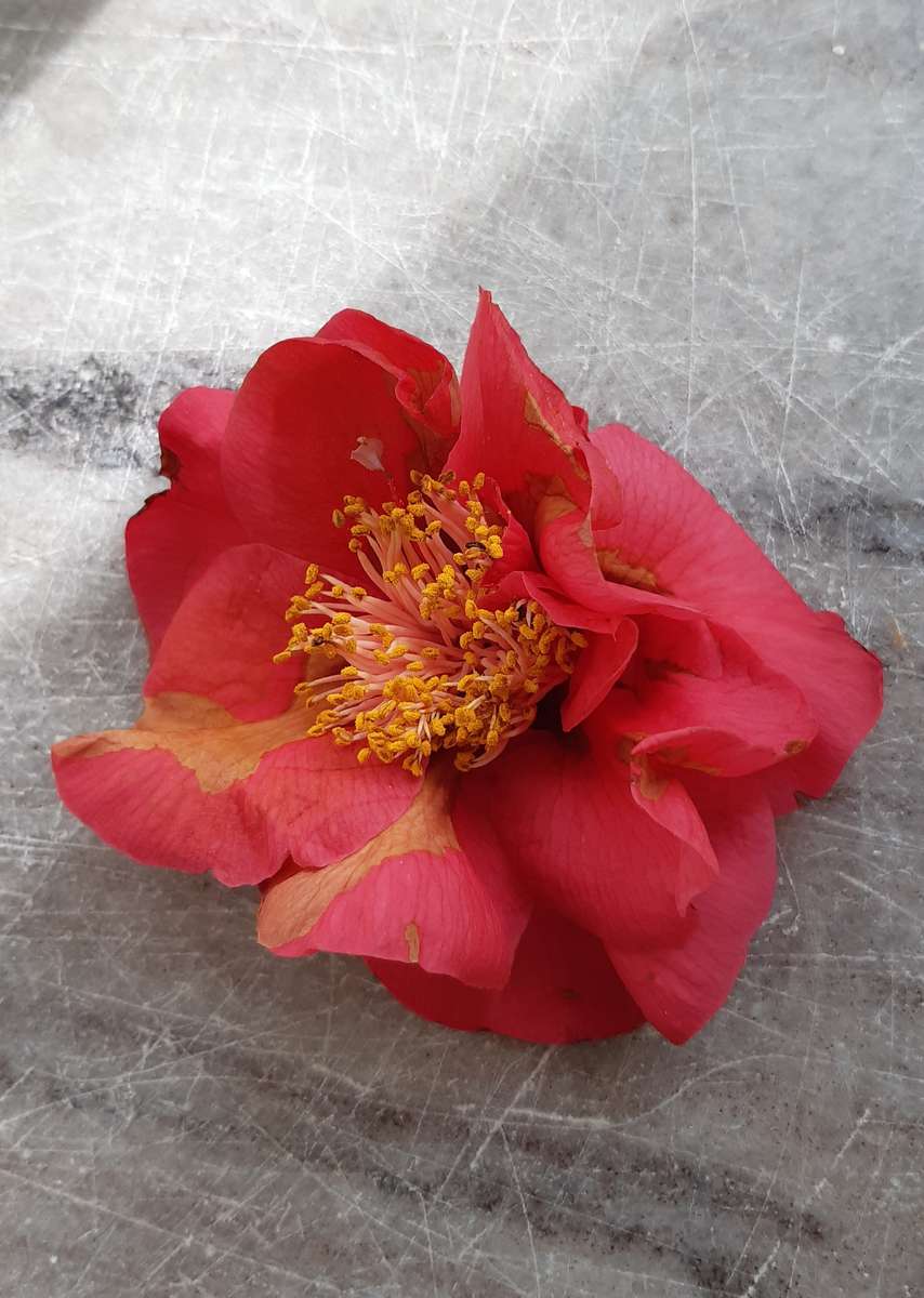 kwiat hibiskusa na parapecie puzzle online