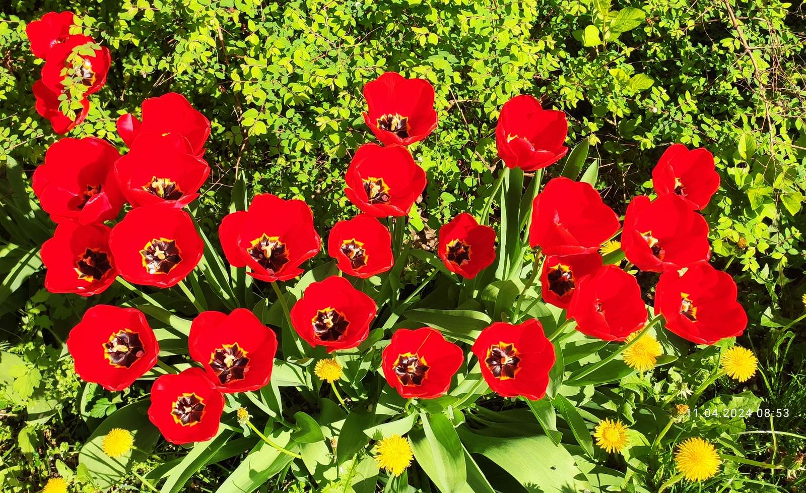 Tulipany kąpiące się w słoo puzzle online