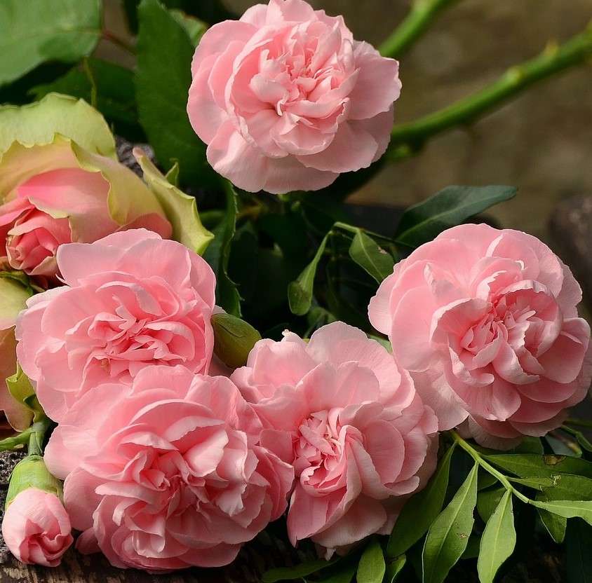 Różowe goździki puzzle online