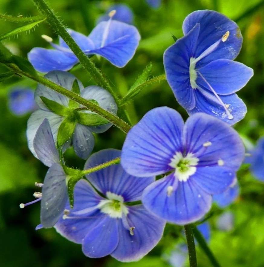 Niebieskie kwiatki leśne. puzzle online