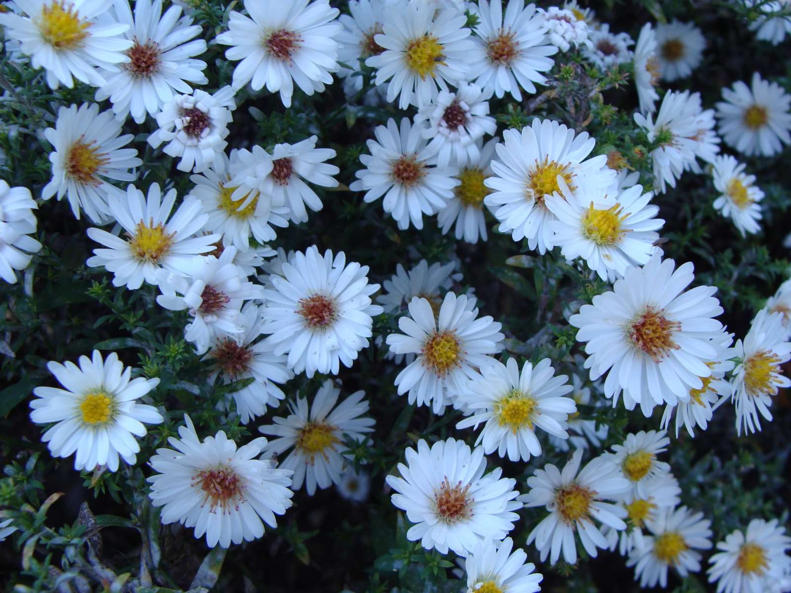 Piękne białe kwiaty puzzle online