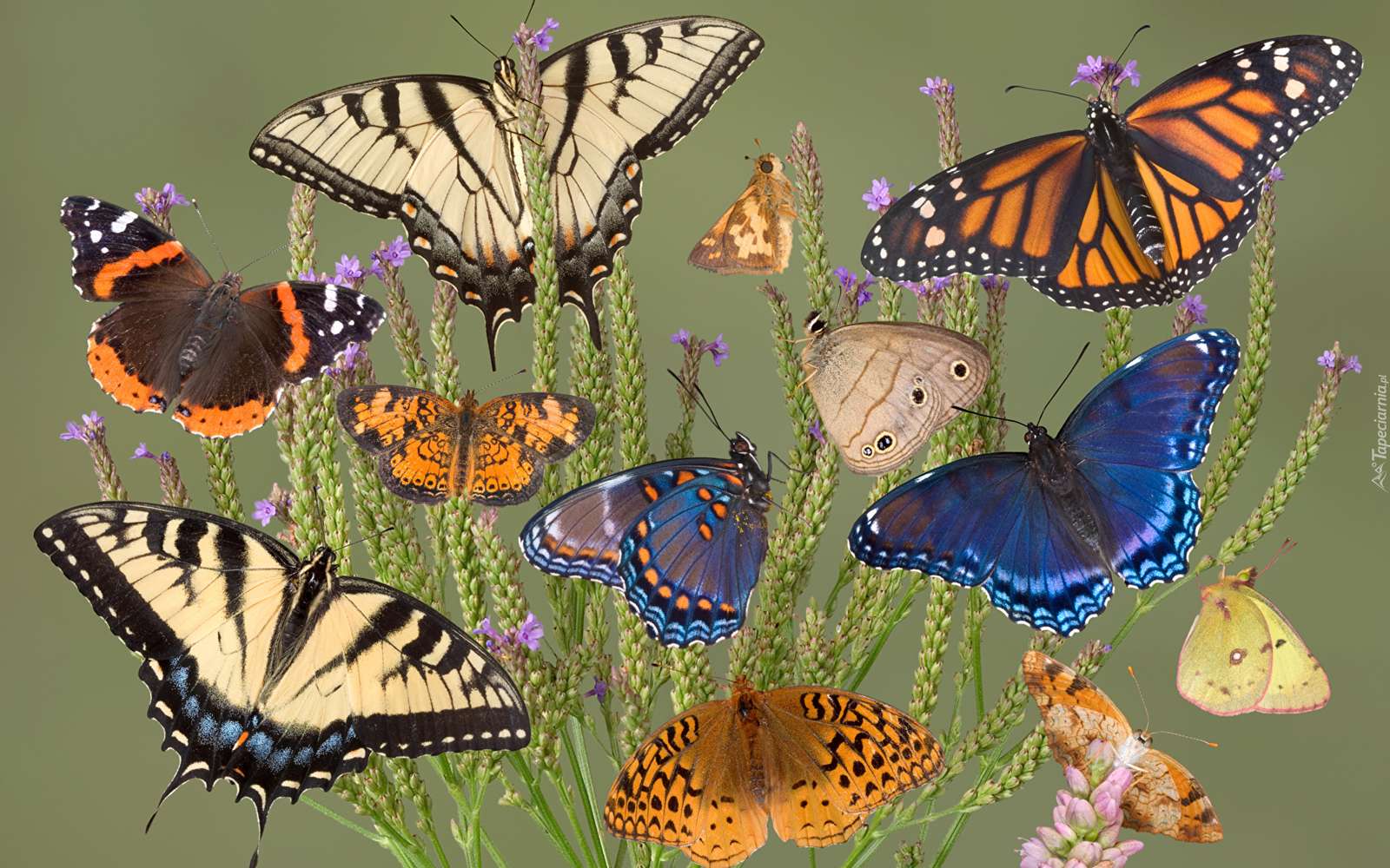 Motyle nad kwiatami puzzle online