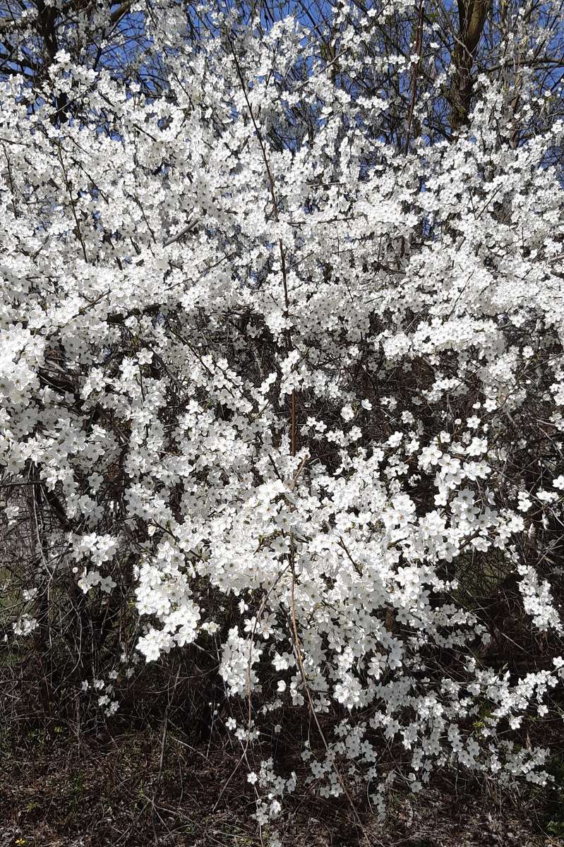 biały krzew wiosną puzzle online