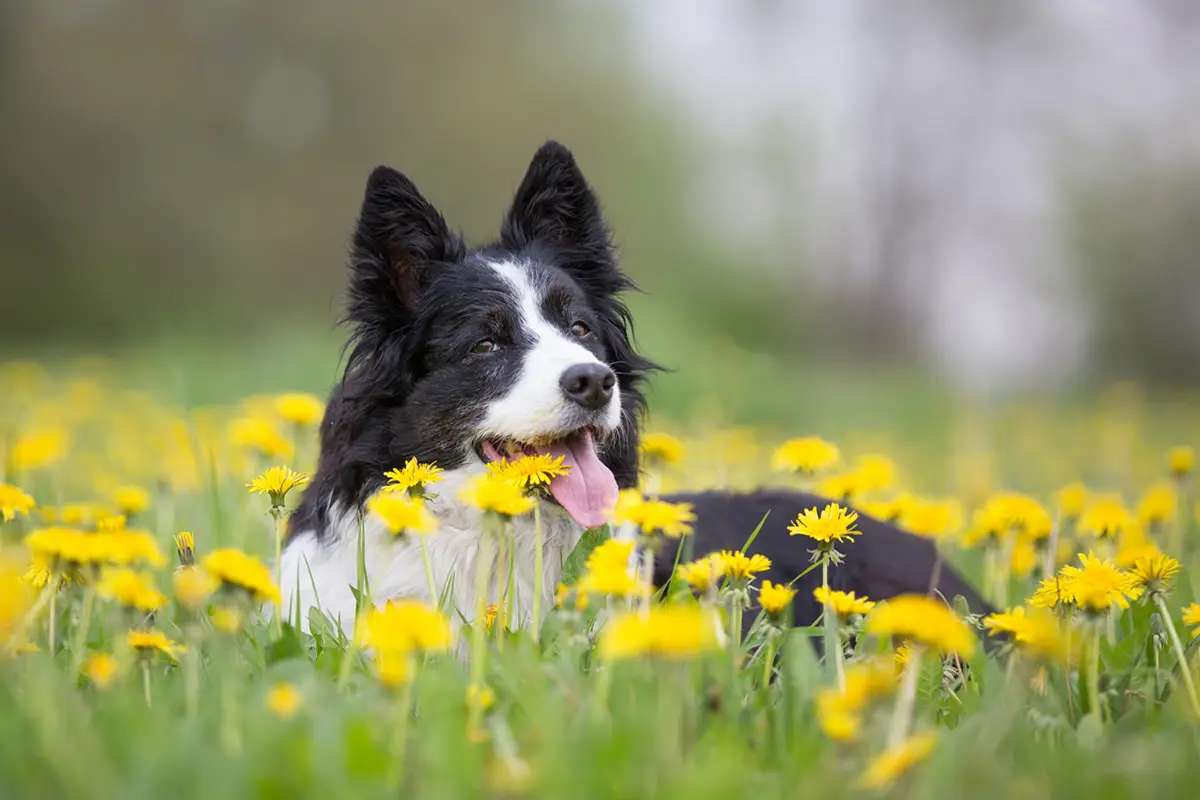 pies z kwiatami puzzle online