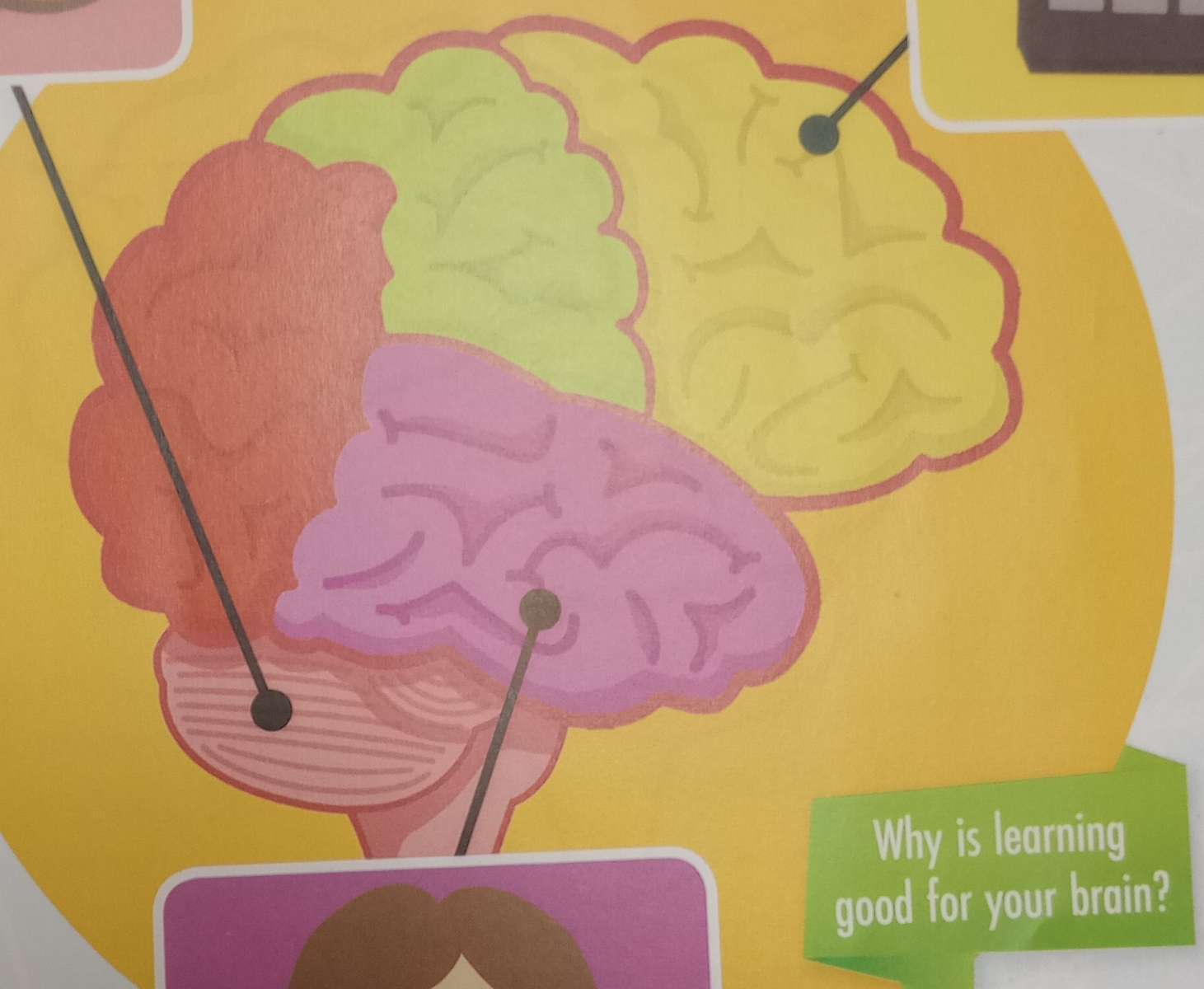 Mózg dla nas puzzle online