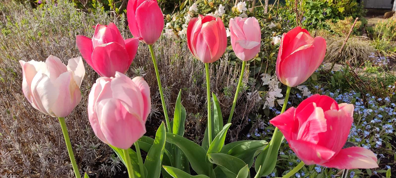 Różowe tulipany puzzle online