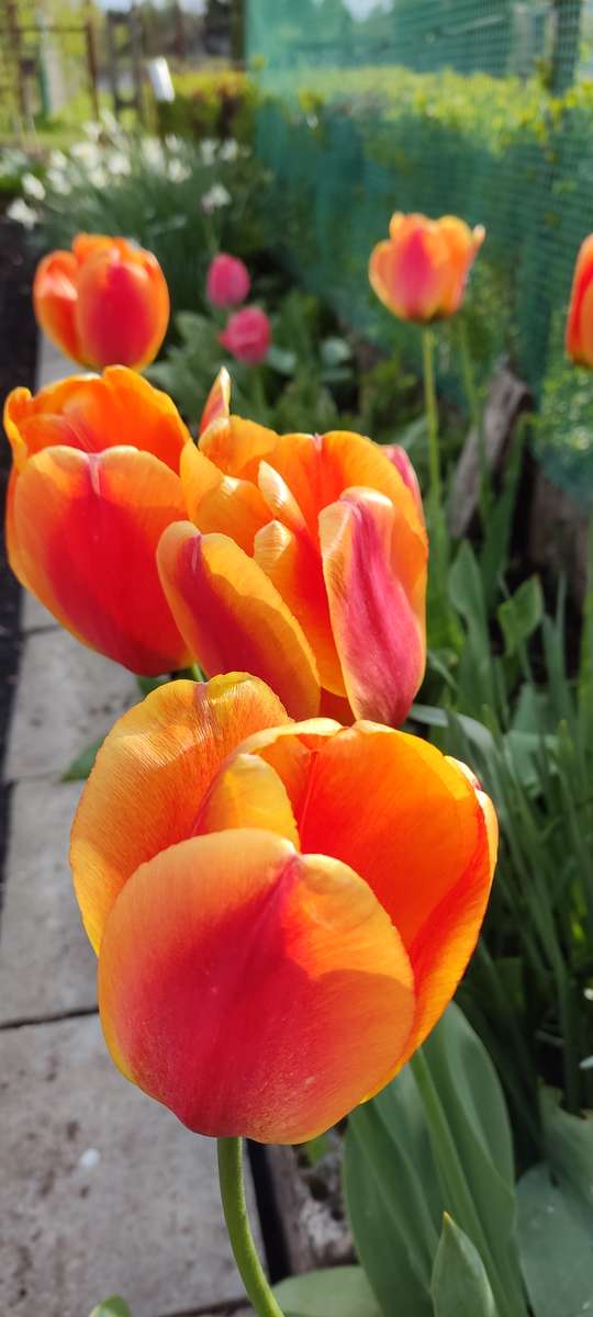 Tulipany puzzle online