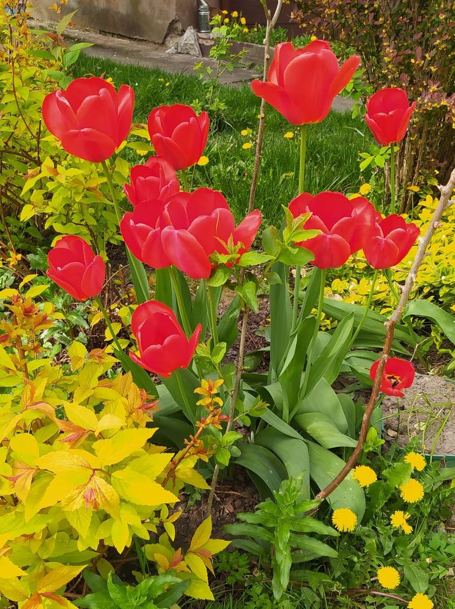 kolorowa rabatka z tulipanami puzzle online