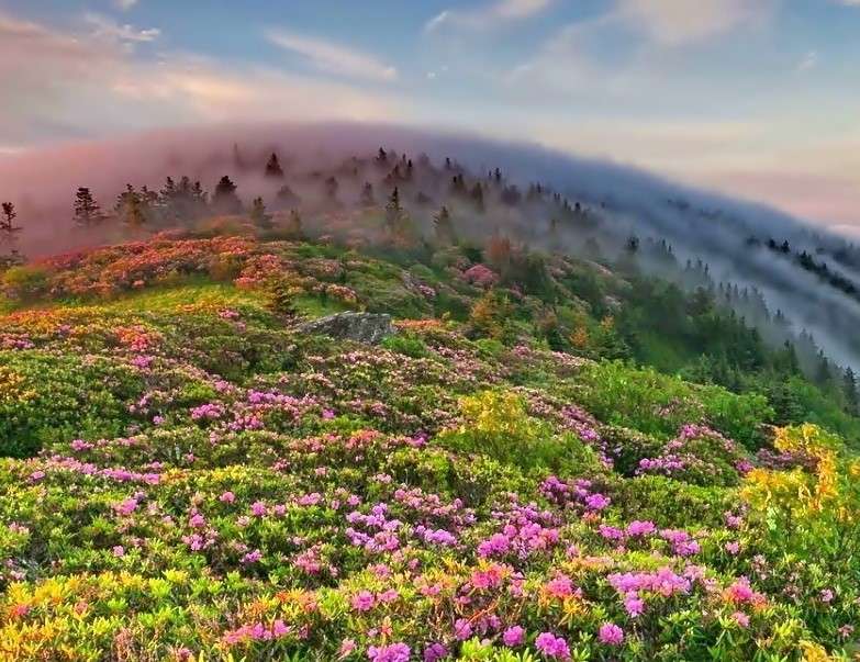 Łąka pokryta kwiatami puzzle online