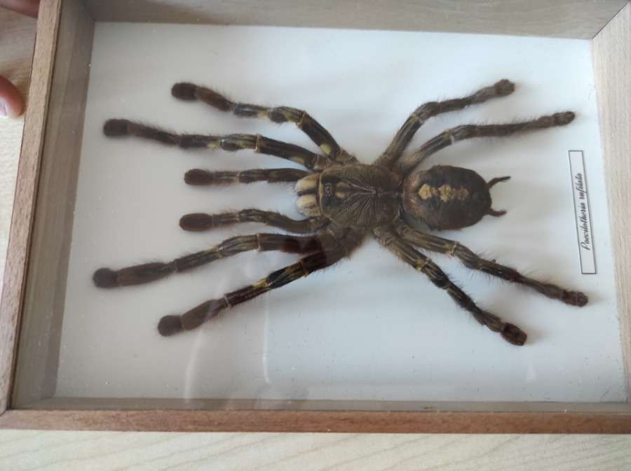 pająki i zwierzęta puzzle online