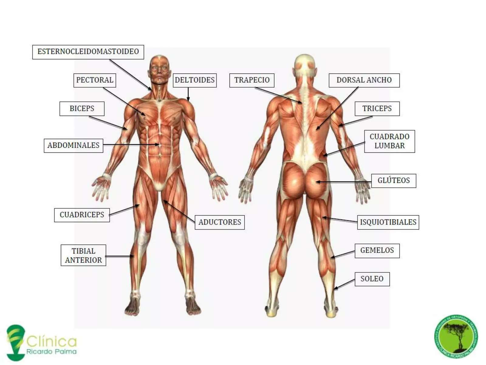 Anatomia człowieka puzzle online