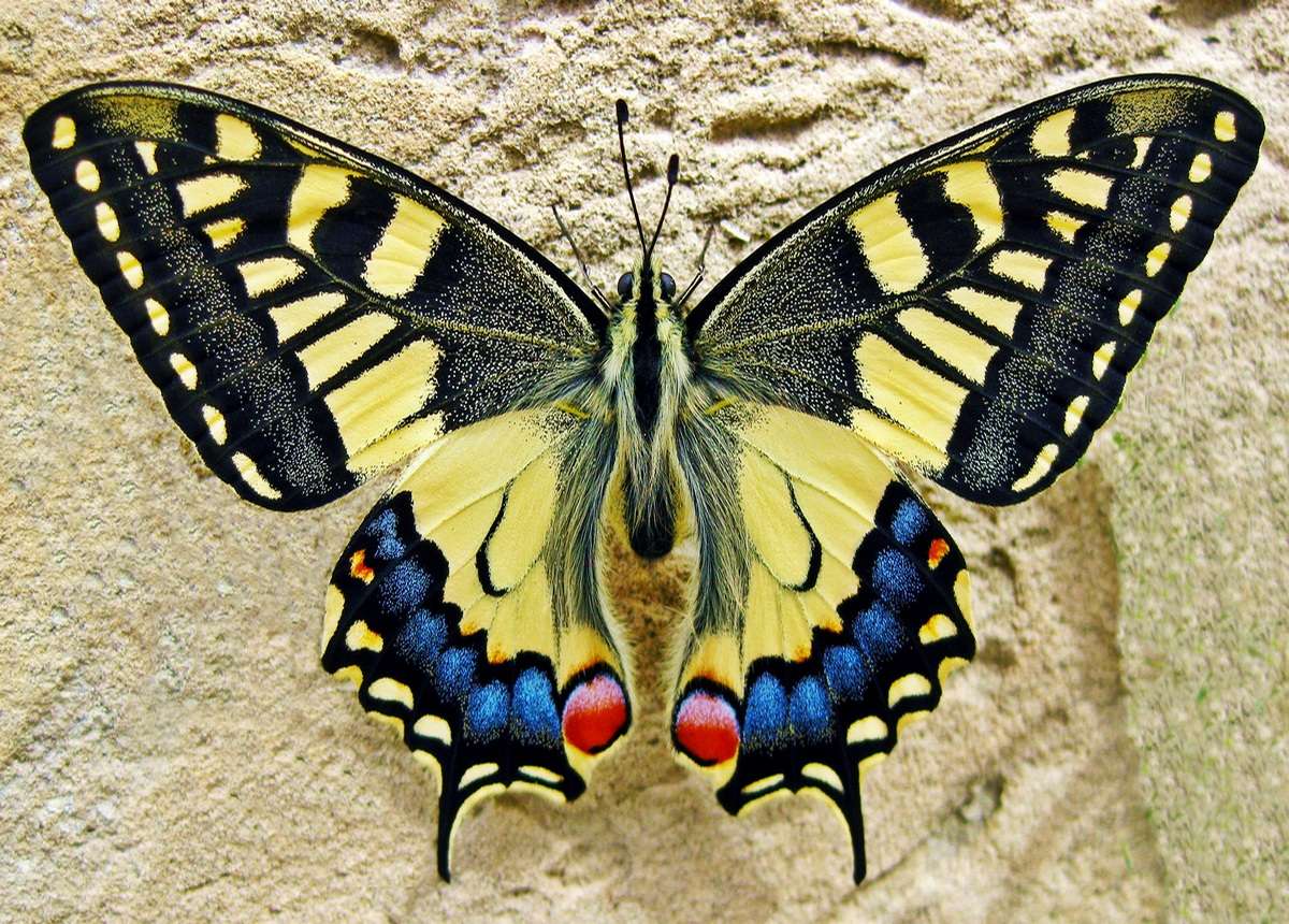Królowa Motyl puzzle online