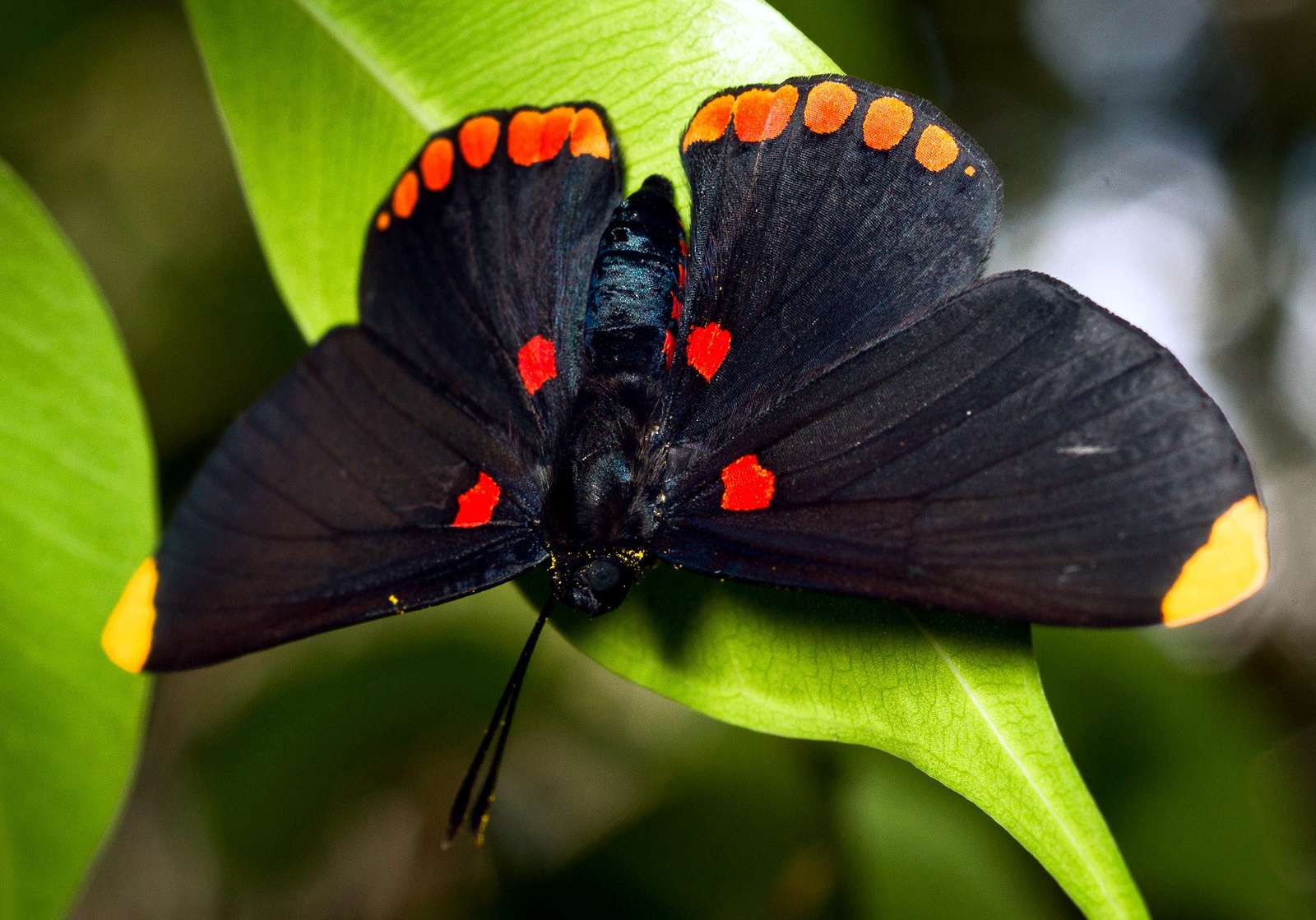 Piękny czarny motyl puzzle online