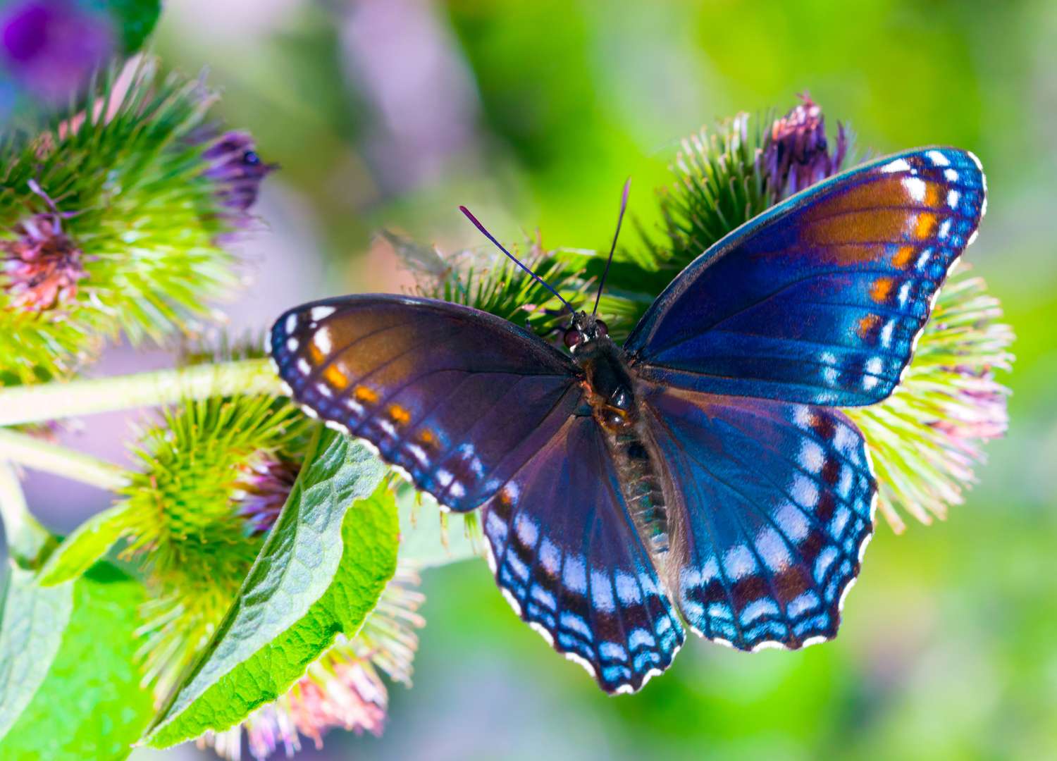 Piękny niebieski motyl puzzle online