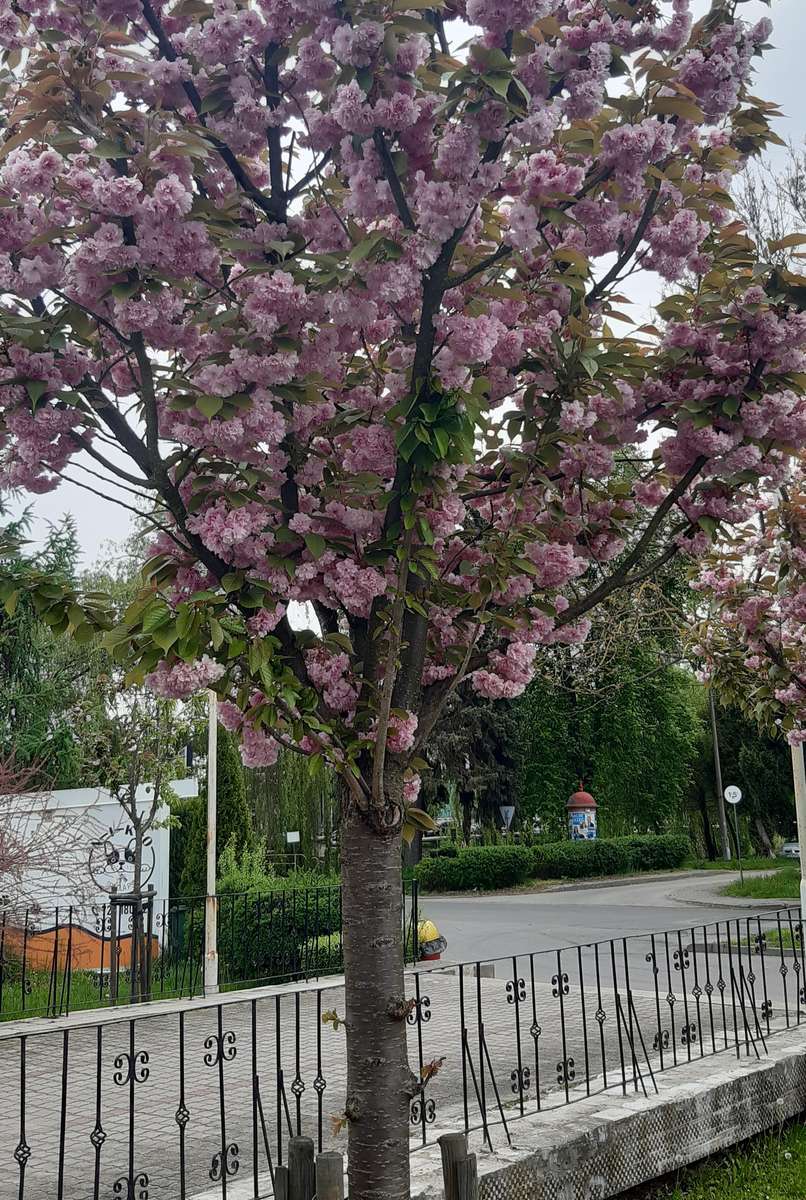 drzewko kwitnące wiosną przy ulicy puzzle online