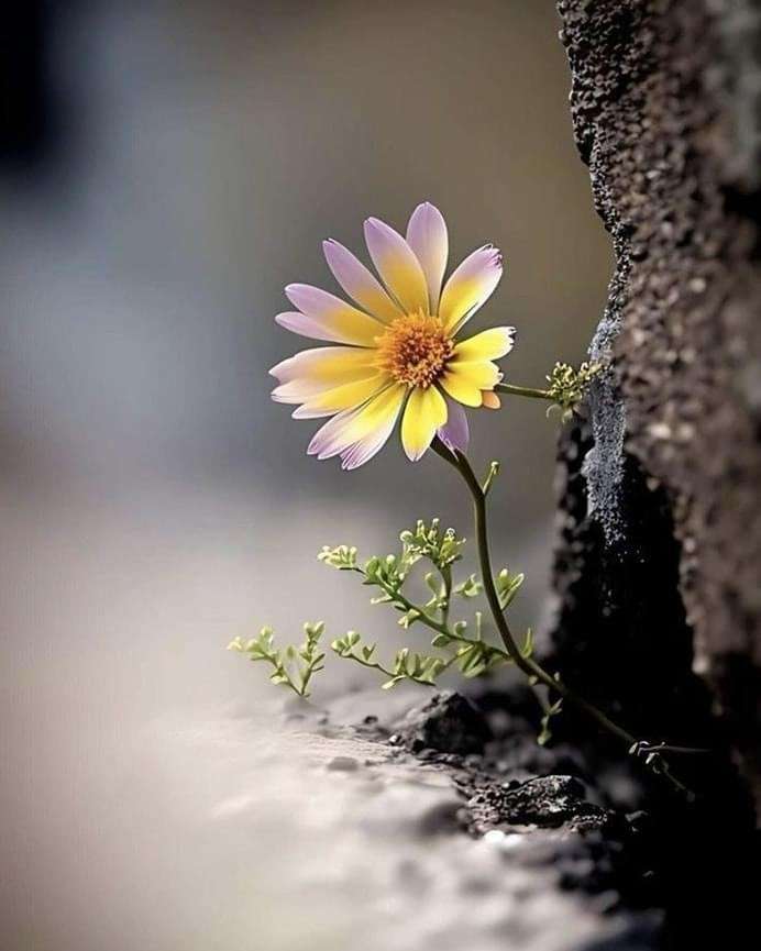 samotny kwiat piękne zdjęcie puzzle online