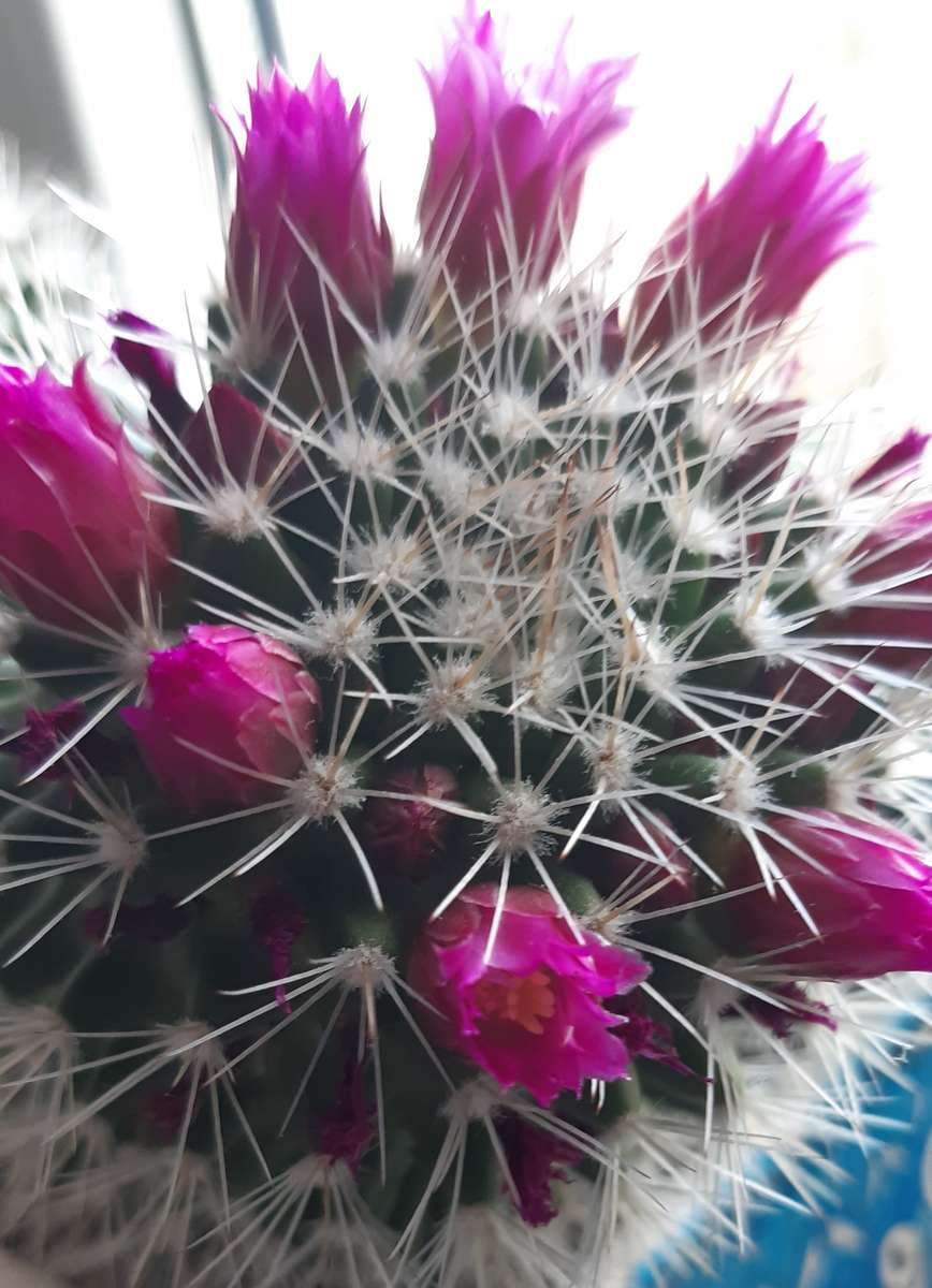 amarantowe kwiatki kaktusa puzzle online